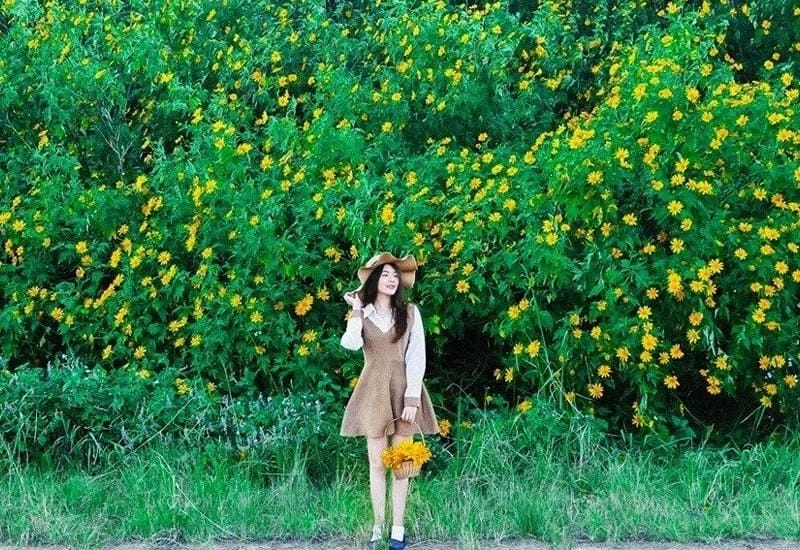 Tháng mười rực rỡ với hoa dã quỳ nở rộ khắp nơi