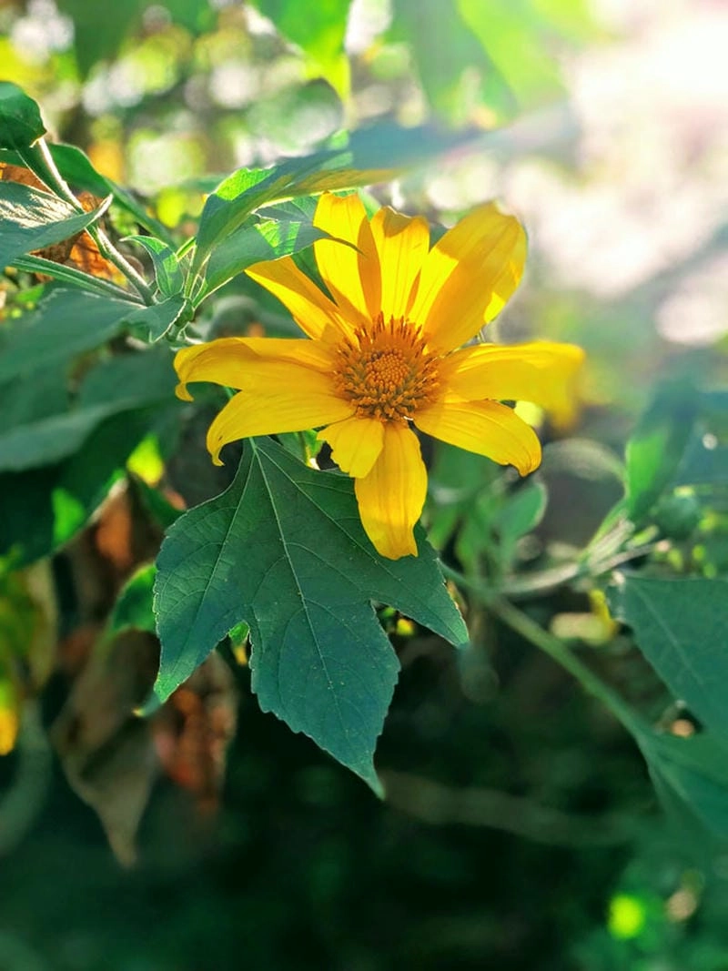 Ngắm bình minh dã quỳ vàng rực giữa cao nguyên