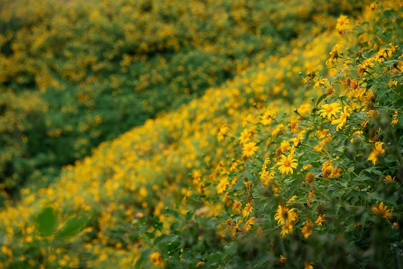 Chiều lặng yên trong hoàng hôn Lâm Đồng mờ sương