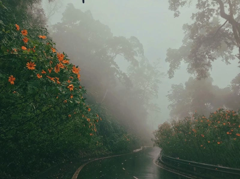 Bức tranh sớm mai với sương mù dã quỳ bảng lảng