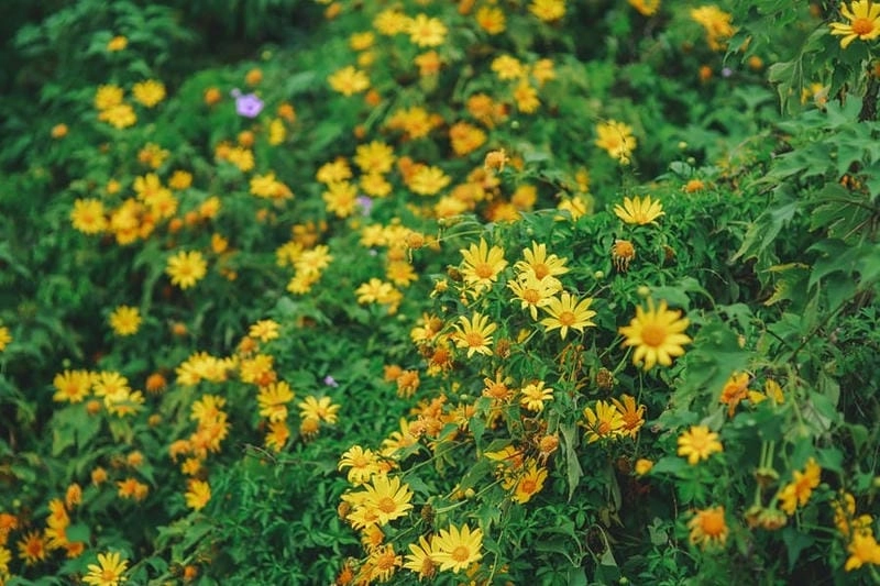 Góc nhìn nên thơ từ Lâm Đồng thơ mộng những ngày thu