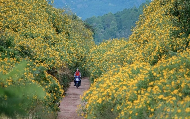 Đường mòn dã quỳ uốn lượn dẫn lối khách yêu thiên nhiên