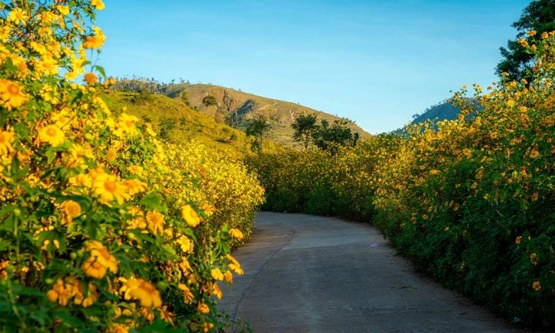 Khám phá lý do mùa hoa dã quỳ Pleiku thu hút đông du khách