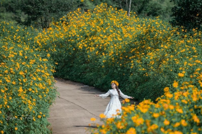 Pleiku thơ mộng cùng sắc vàng hoa dã quỳ ngút ngàn
