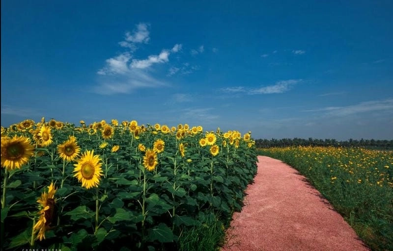 Ảnh hướng dương Argentina đẹp mê hồn