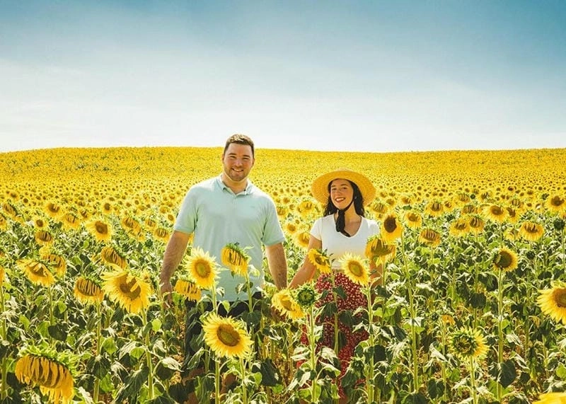 Vẻ đẹp rực rỡ của hướng dương Argentina