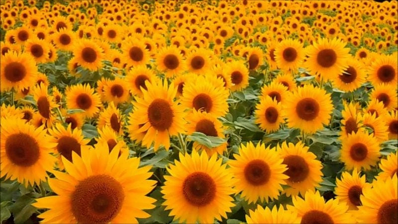 Hướng dương vàng rực khắp Tây Ban Nha