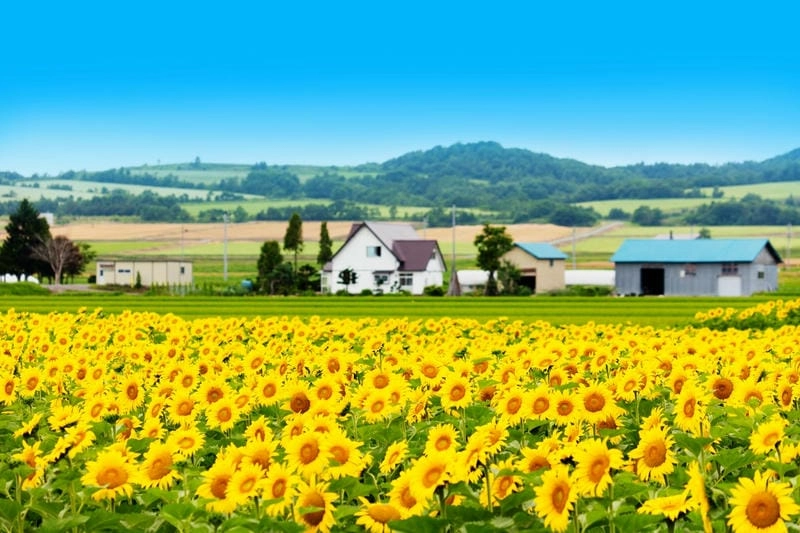 Vẻ đẹp mùa hoa hướng dương Tây Ban Nha rực rỡ