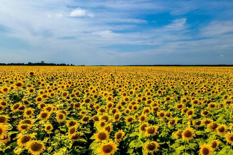 Cánh đồng hướng dương ở Tây Ban Nha