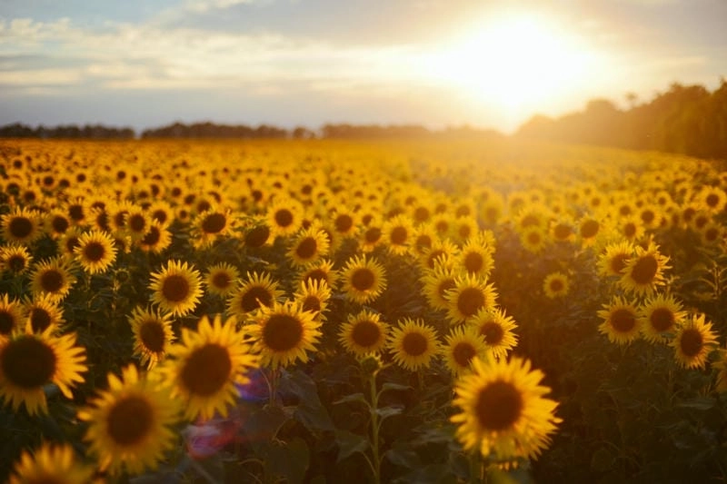 Bình minh trên hướng dương Tây Ban Nha