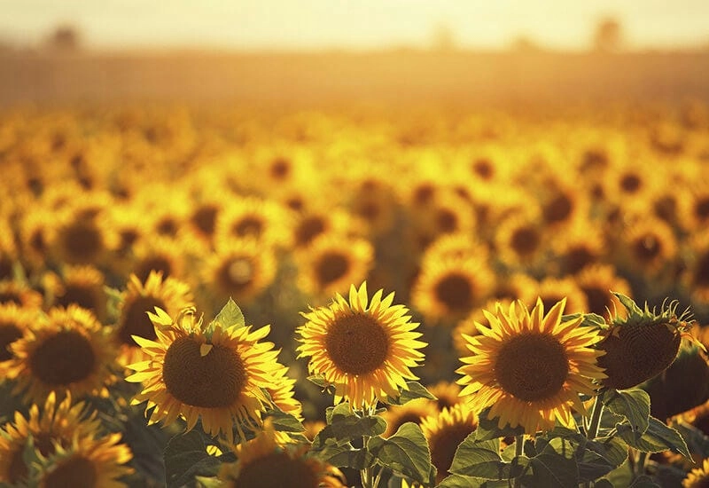 Hoàng hôn Seville ngập tràn hướng dương