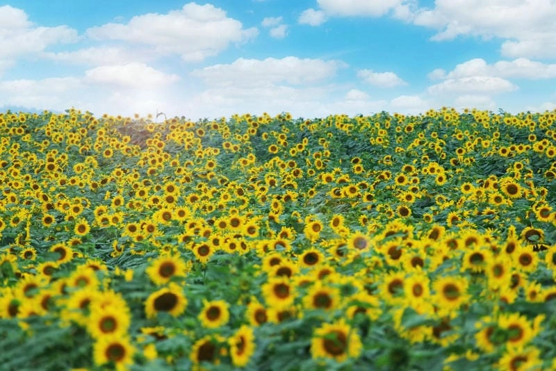 Sương mù hướng dương ở Tây Ban Nha