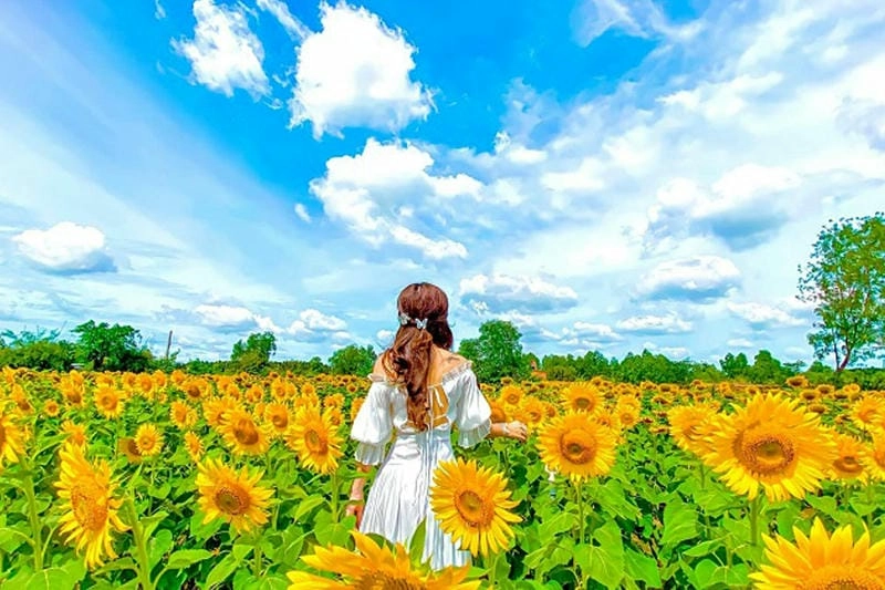 Hoa hướng dương nở rộ khắp Tây Ban Nha