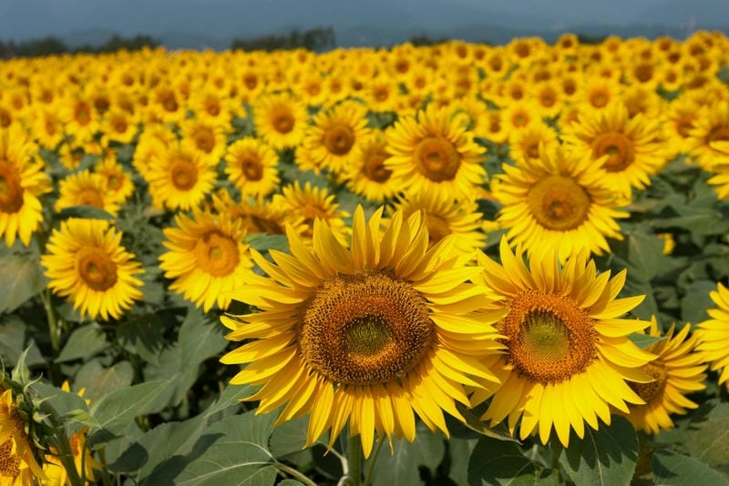 Ảnh hướng dương Ukraine đẹp rực rỡ và thơ mộng