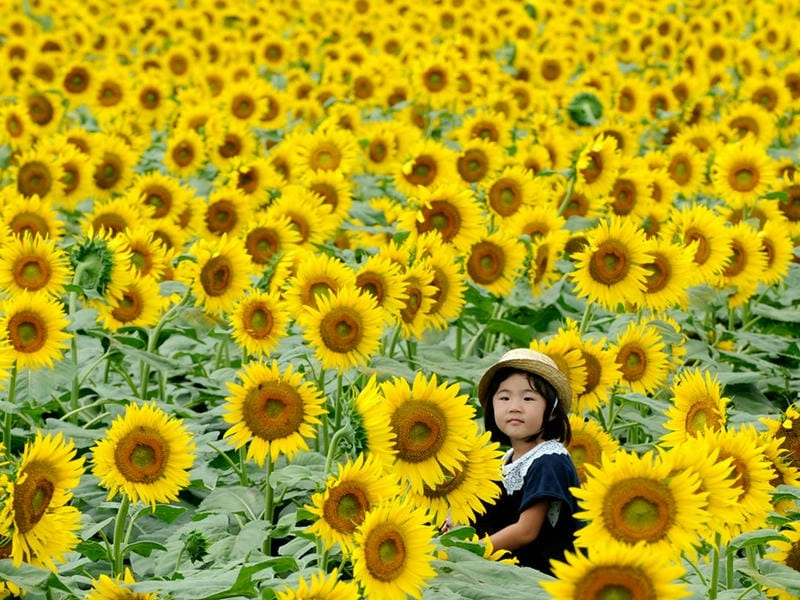 Hướng dương vàng rực báo hiệu mùa hè đã về trên đất Ukraine