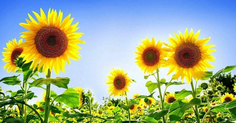 Những cánh đồng hoa hướng dương nổi tiếng ở Ukraine đẹp như tranh vẽ