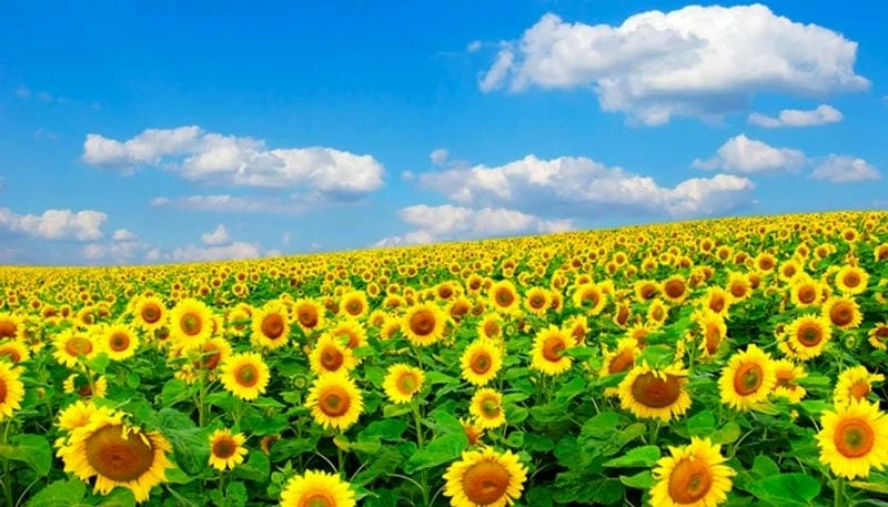 Ảnh hoa hướng dương Ý đẹp rực rỡ và thơ mộng