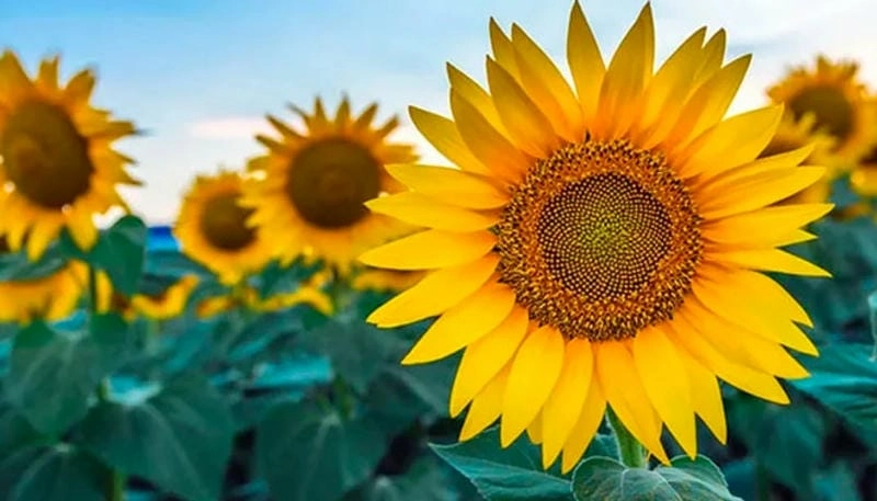 Mùa hè Tuscany ngập tràn sắc hoa hướng dương