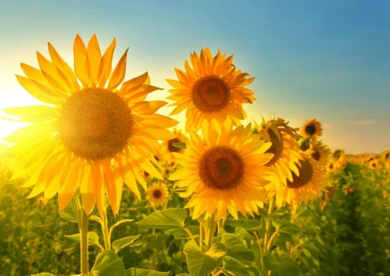 Hoa hướng dương nở rộ khắp nơi trên đất Ý