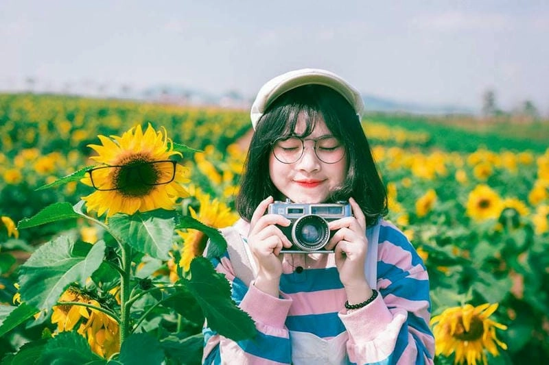 Ý thơ mộng với sắc hoa hướng dương