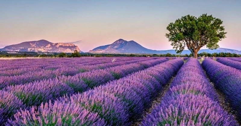 Mùa hoa lavender Anh đẹp tím mộng mơ