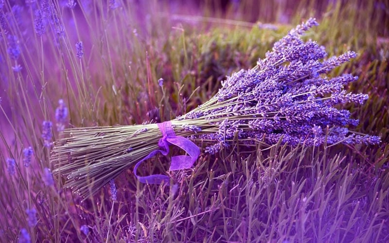 Những cánh đồng lavender nổi tiếng ở Anh