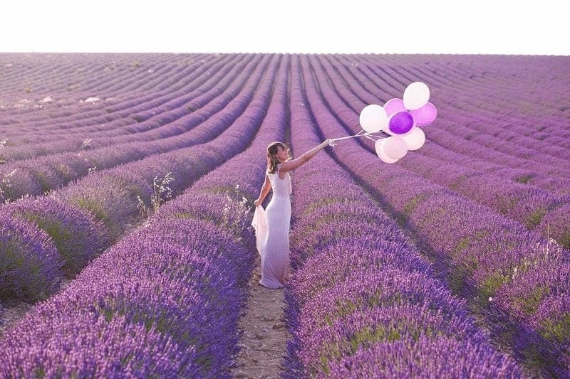 Hoa lavender nở rộ khắp nơi trên đất Anh