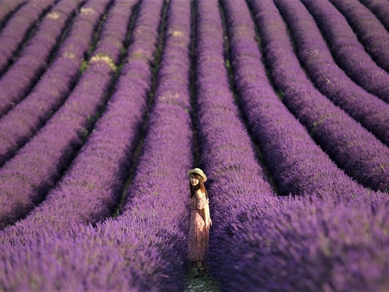 Lavender tím rực báo hiệu mùa hè đã về trên đất Pháp