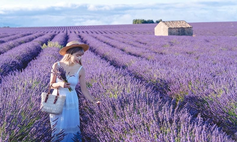 Trải nghiệm lãng mạn cùng mùa hoa lavender Pháp là một kỷ niệm không thể quên