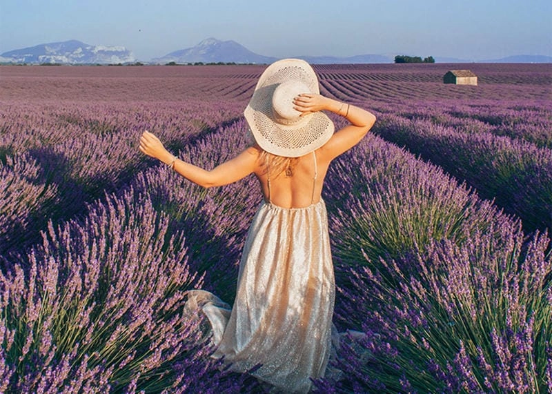Mùa hè Provence ngập tràn sắc hoa lavender