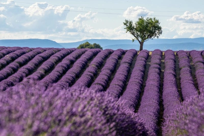 Cánh đồng lavender rực rỡ sắc tím