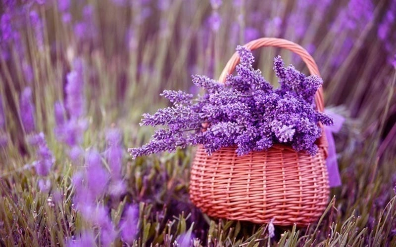 Pháp thơ mộng với sắc hoa lavender