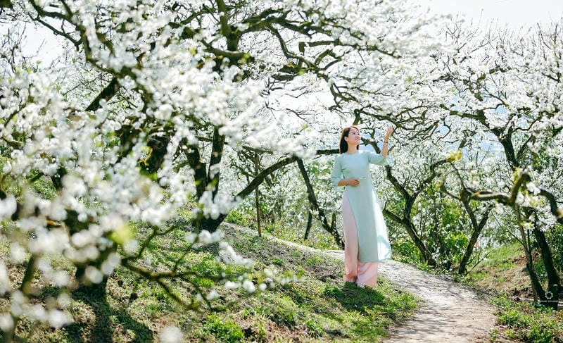 Khám phá Mùa hoa mận Mộc Châu qua từng góc chụp