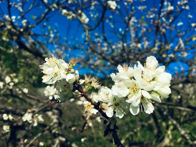 Mùa hoa mận Mộc Châu – thiên đường hoa giữa núi rừng