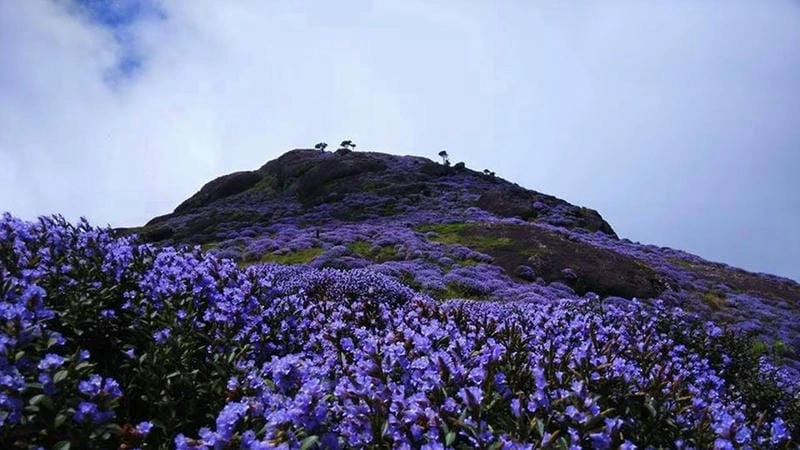 Ảnh hoa Neelakurinji Ấn Độ lãng mạn