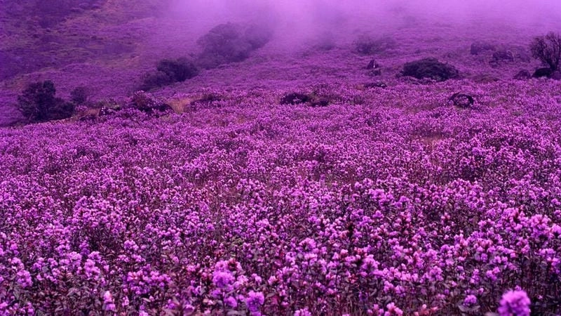 Vẻ đẹp rực rỡ Neelakurinji ở Ấn Độ