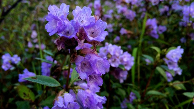Đồi hoa Neelakurinji tím biếc ở Ấn Độ