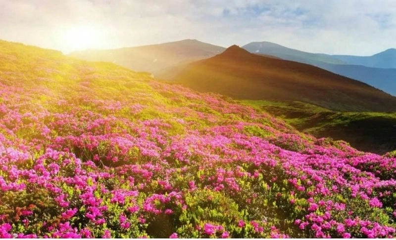Bình minh Neelakurinji đẹp nao lòng