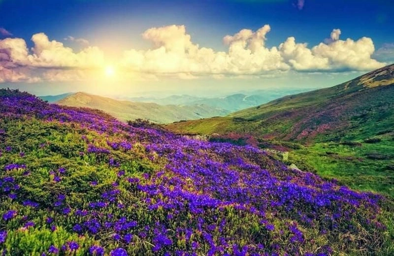 Hoàng hôn Ấn Độ bên sắc Neelakurinji