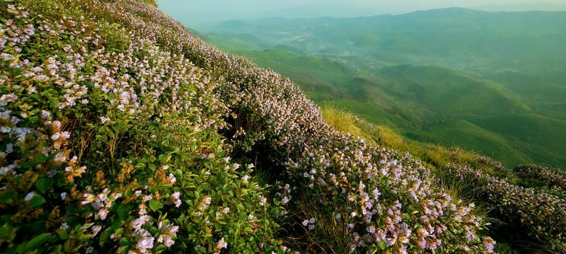 Sương mù Neelakurinji buổi sớm huyền ảo