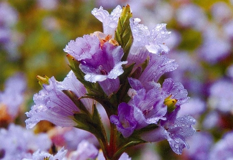 Ấn Độ thơ mộng cùng Neelakurinji