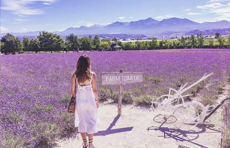 Những cánh đồng hoa oải hương nổi tiếng ở Croatia đẹp như tranh vẽ