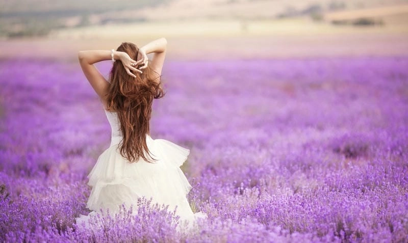 Sương mù oải hương buổi sớm mai huyền ảo