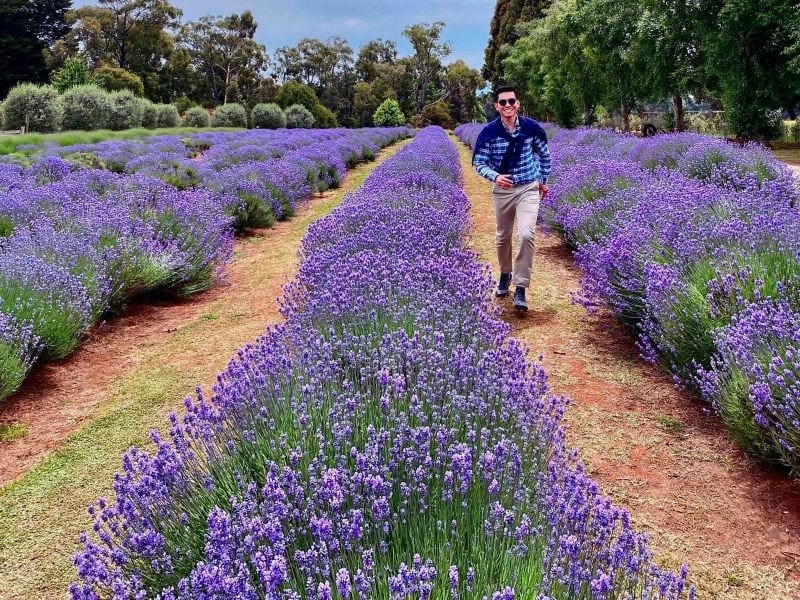 Croatia thơ mộng với sắc hoa oải hương