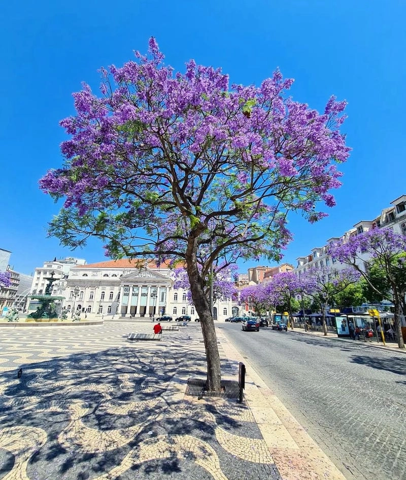 Ảnh hoa phượng tím đẹp mơ màng