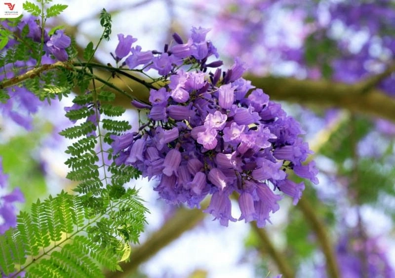 Đường hoa phượng tím trải dài nên thơ