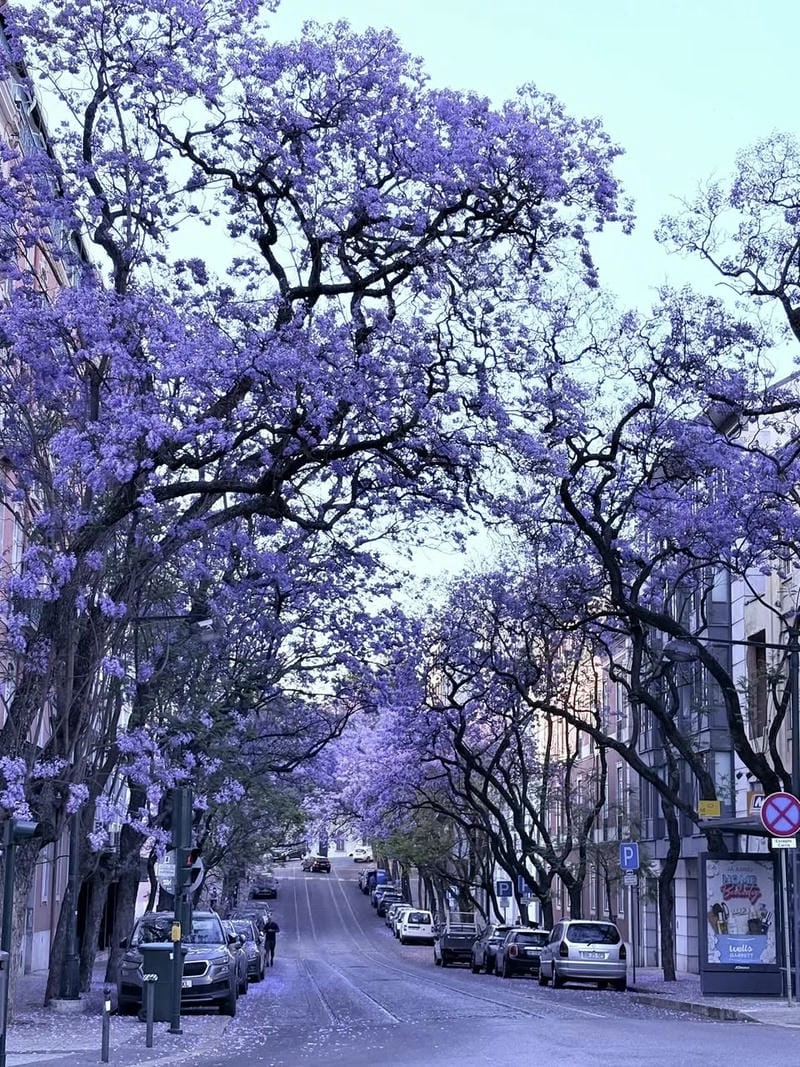 Vẻ đẹp nên thơ phượng tím Bồ Đào Nha