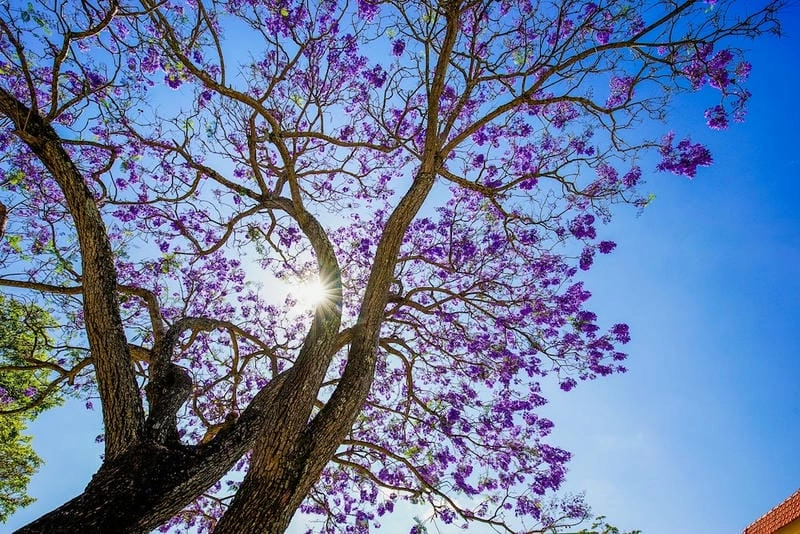 Bình minh hoa phượng tím đẹp nao lòng