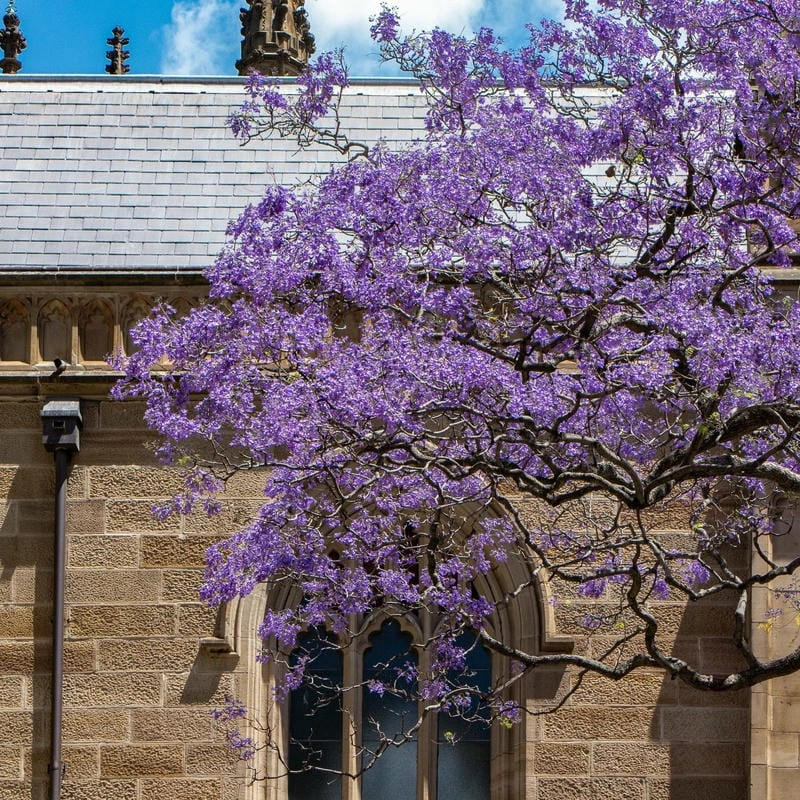 Hoàng hôn Bồ Đào Nha lãng mạn cùng hoa