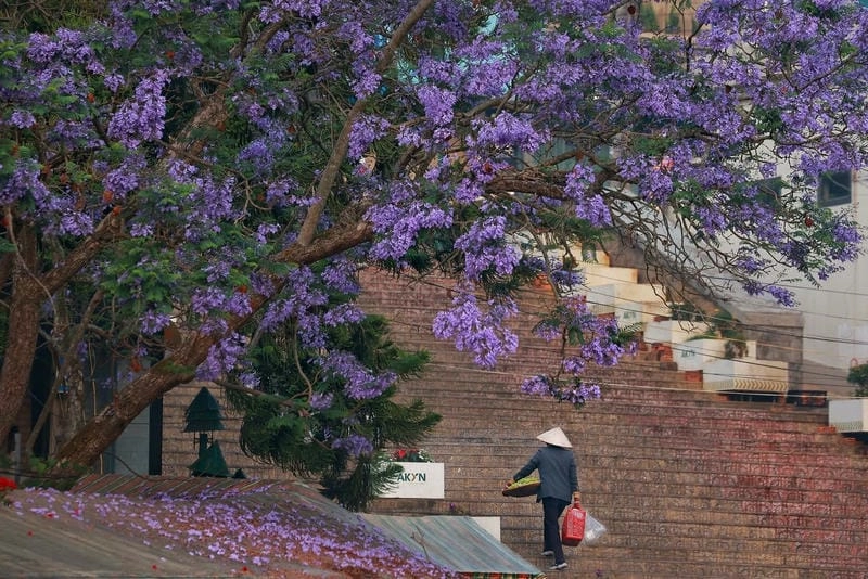 Sương mù hoa phượng tím huyền ảo